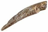 Fossil Pterosaur (Siroccopteryx) Tooth - Morocco #359966-1